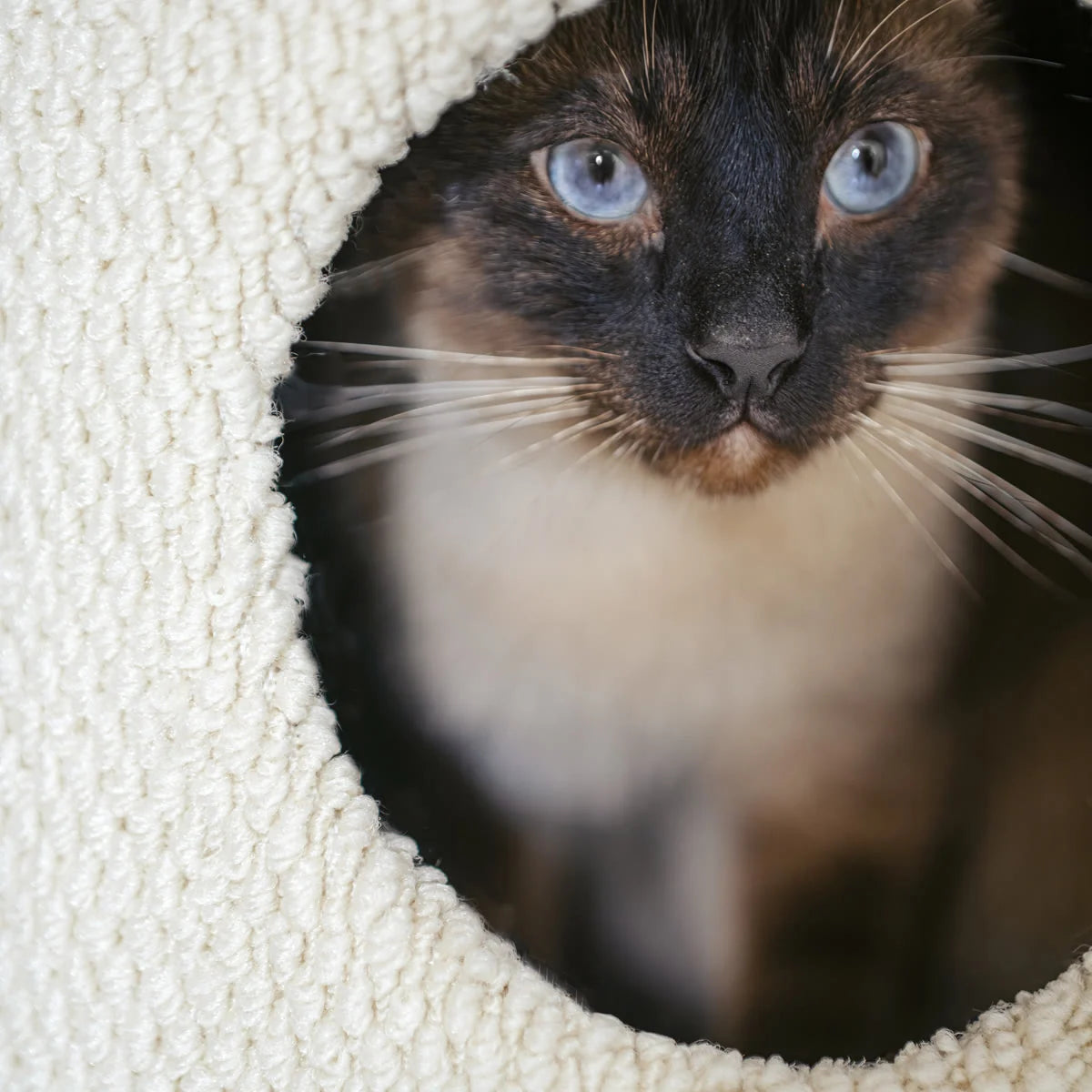 Cat peeking through the opening of a felt-lined Pod