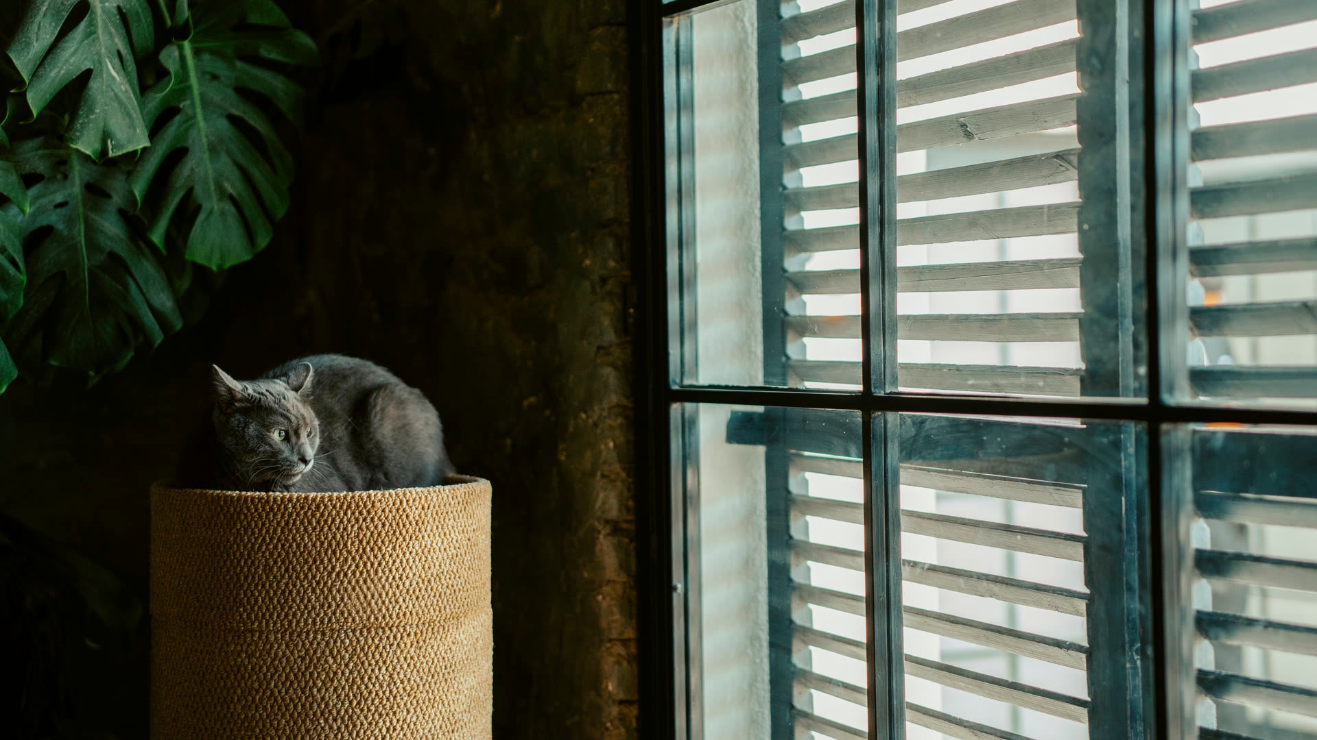 Grey cat perched on a Catterpod tower beside a window