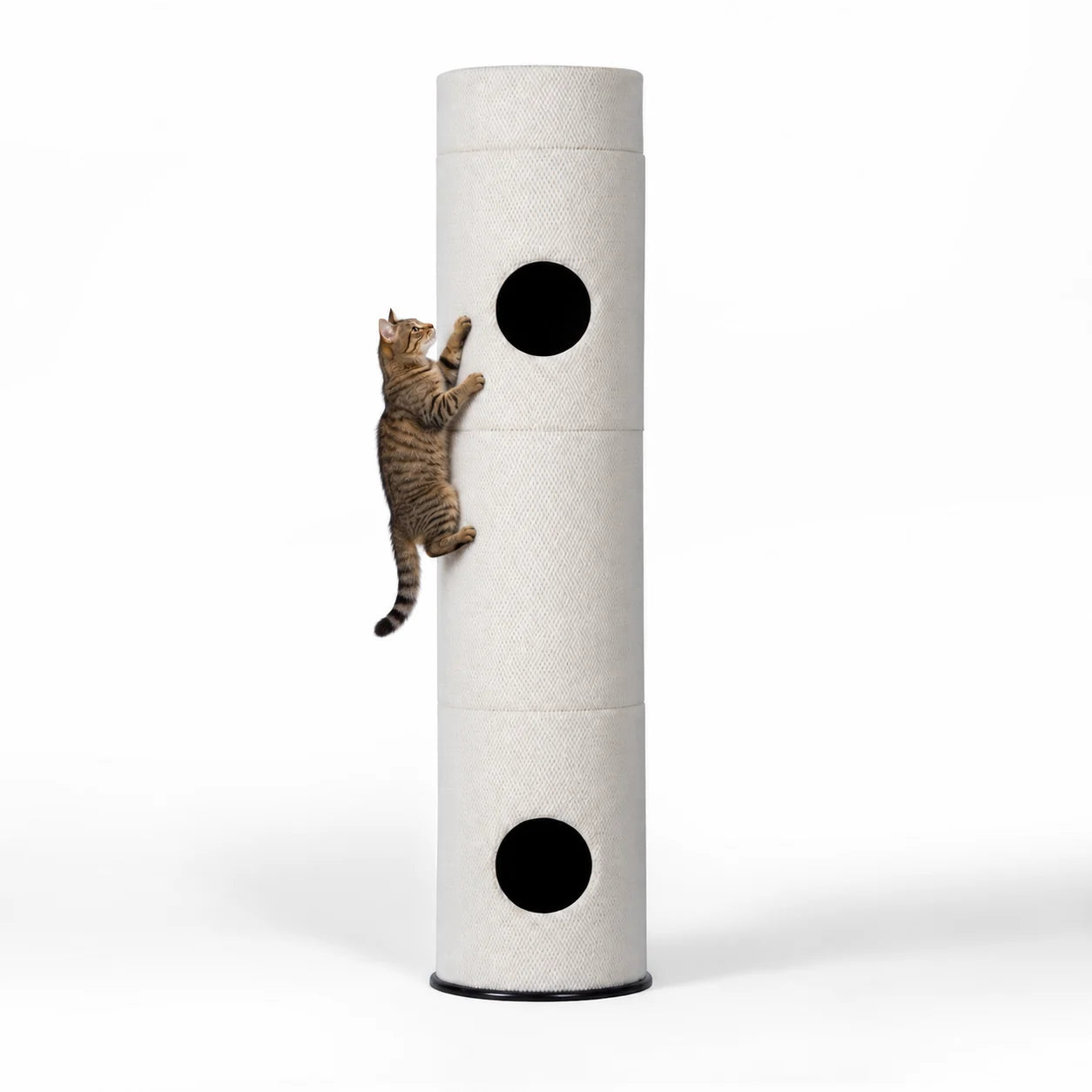 Cat climbing the carpet-covered side of Blossom