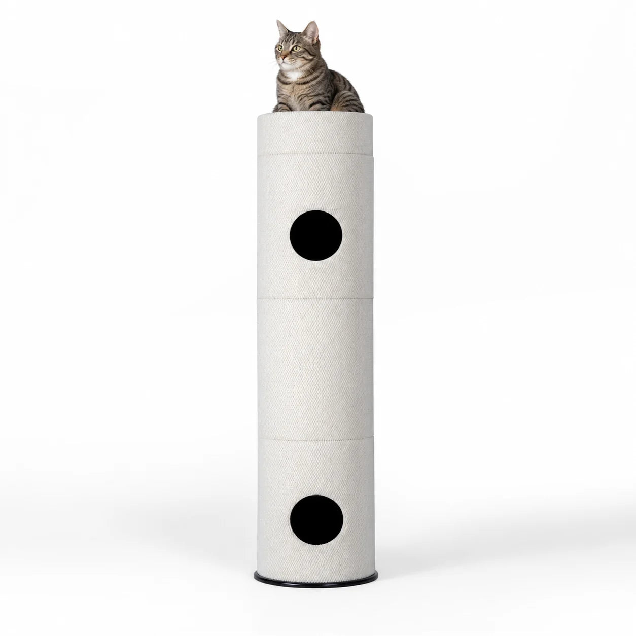 A cat resting in the open Nest above Blossom