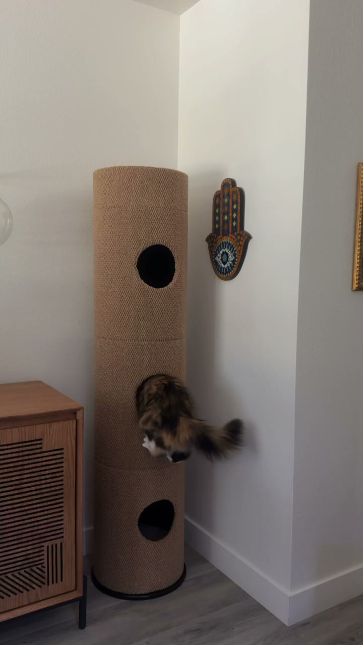 A still from @mishmish.honey’s Catterpod film